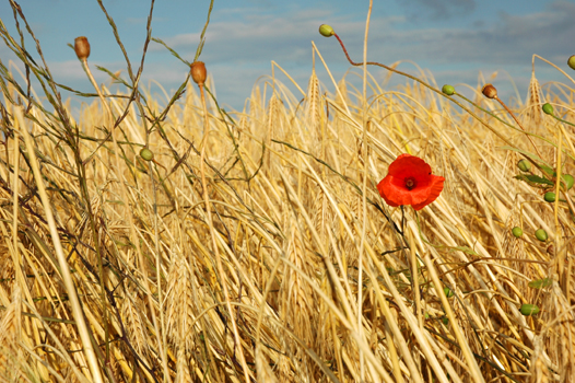 scatto_nature_mohn im kornfeld